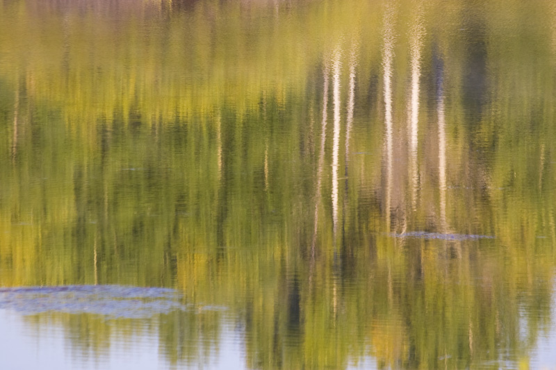 Trees Reflected In Snake River